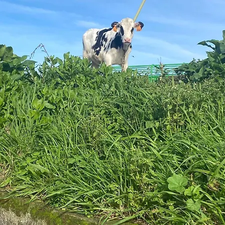 Casa15 Santo Antonio (Sao Miguel)
