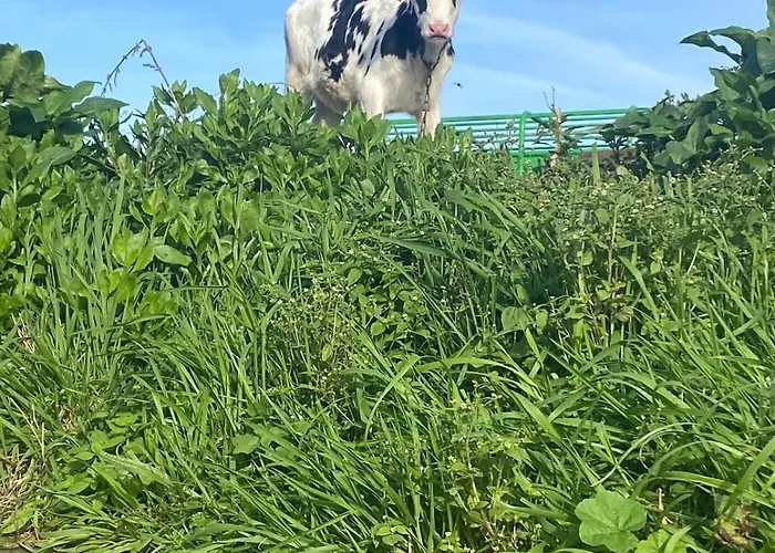 Casa15 Santo Antonio (Sao Miguel)